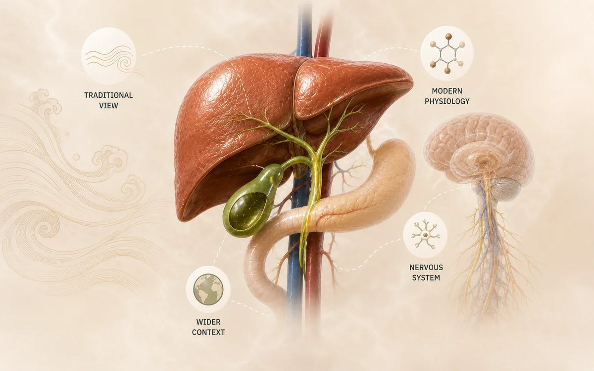 A three-dimensional liver and gallbladder illustration placing traditional views beside modern physiology, the nervous system and wider context.
