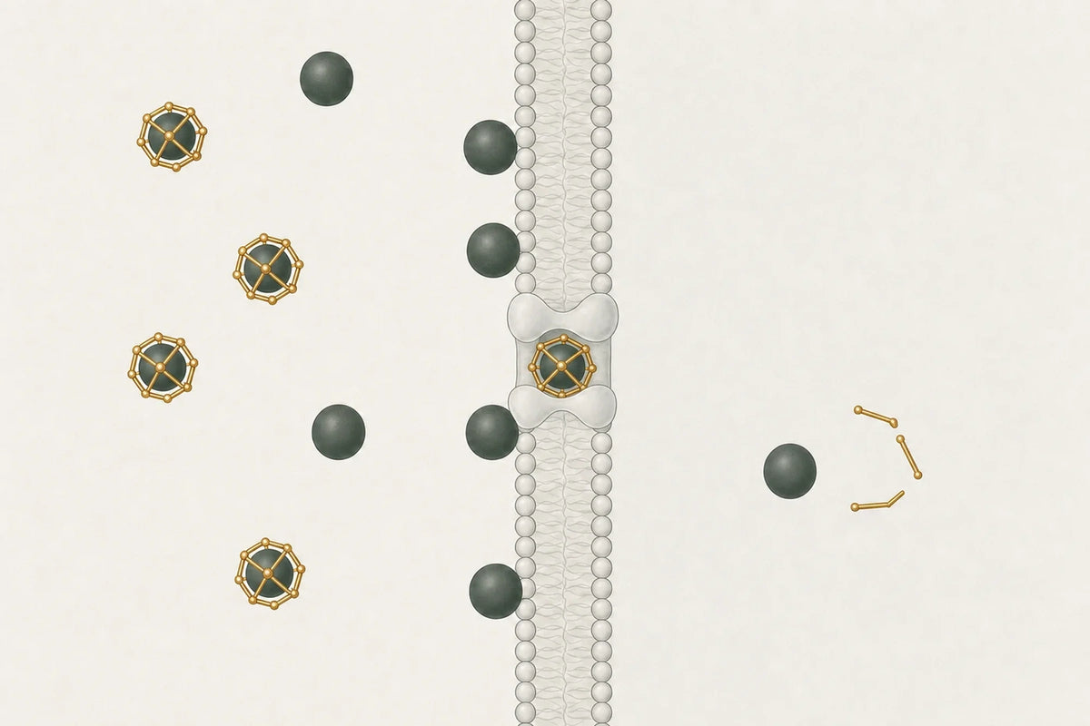 One cell, cut through. Minerals crowd against the outside of its membrane and stop. Held inside an open fulvic cage, one passes through the channel and is released in the cytoplasm.