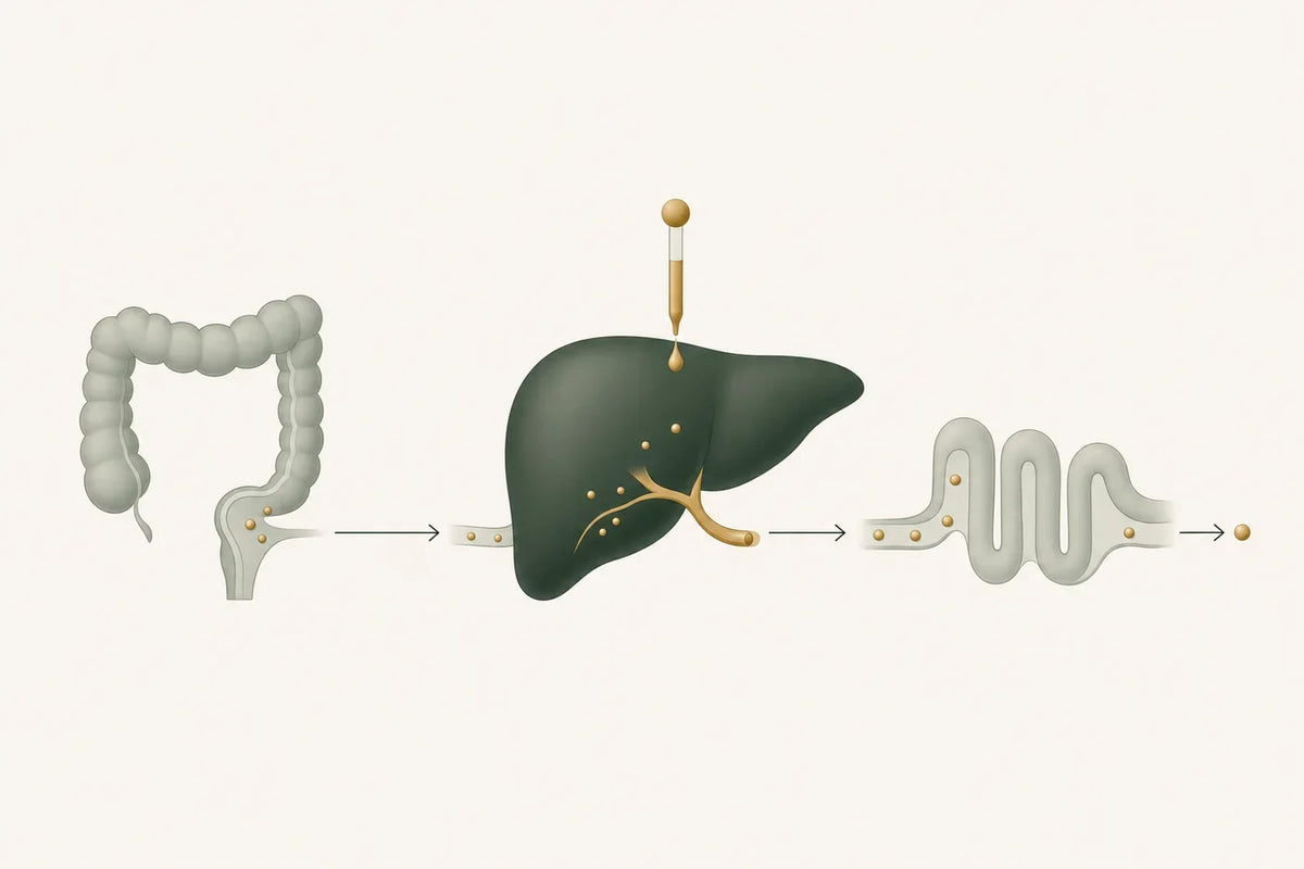 Residual particles move from a settled intestine into the liver, where a measured drop joins their flow through bile and bowel to elimination.