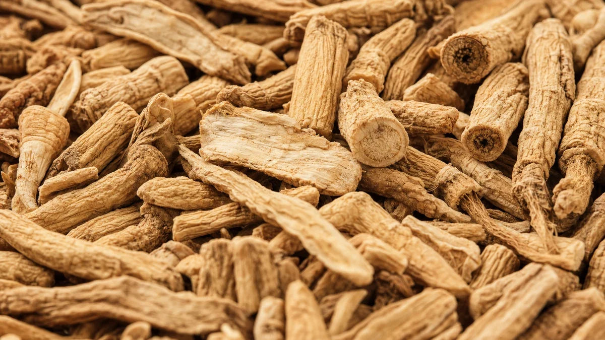 A close macro of korean panax ginseng