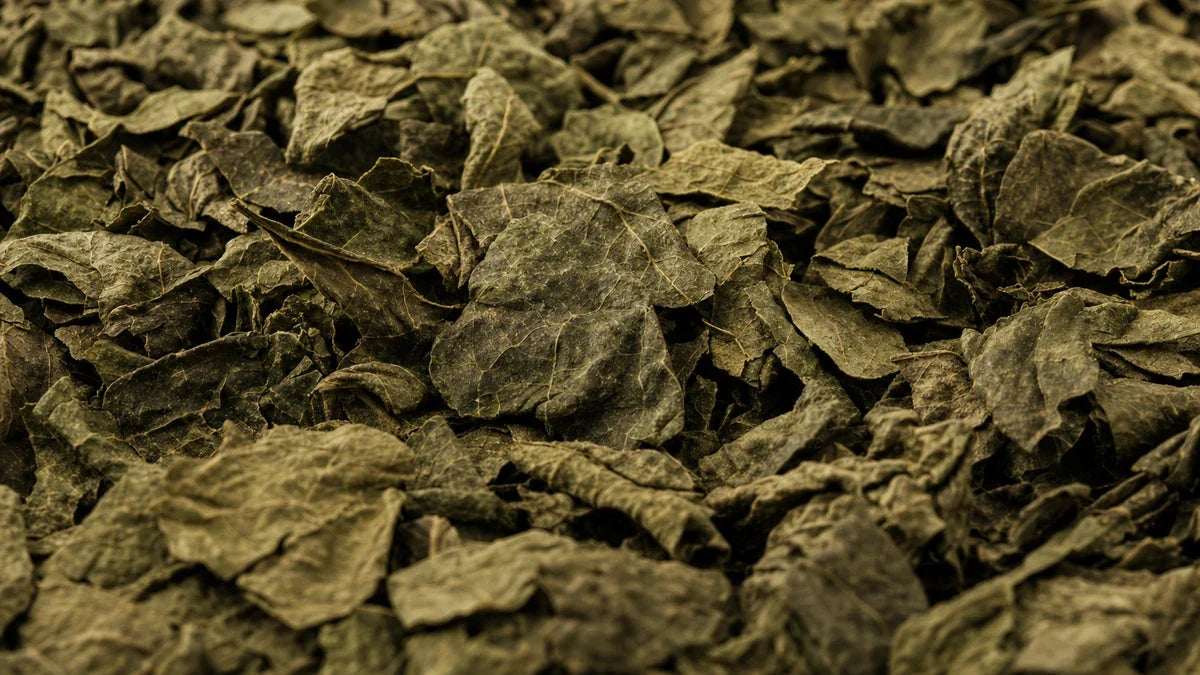 A close macro of leafy greens