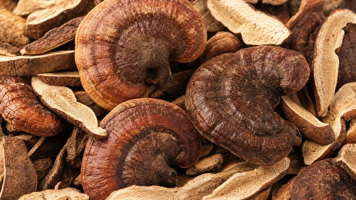 Reishi mushrooms among the botanical materials used in fermented preparations